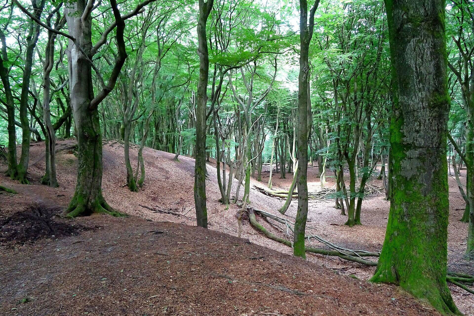 Speulderbos losloopgebieden gelderland welkoop